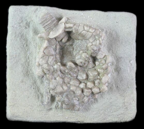 Eretmocrinus Crinoid Fossil - Crawfordsville, Indiana #78290